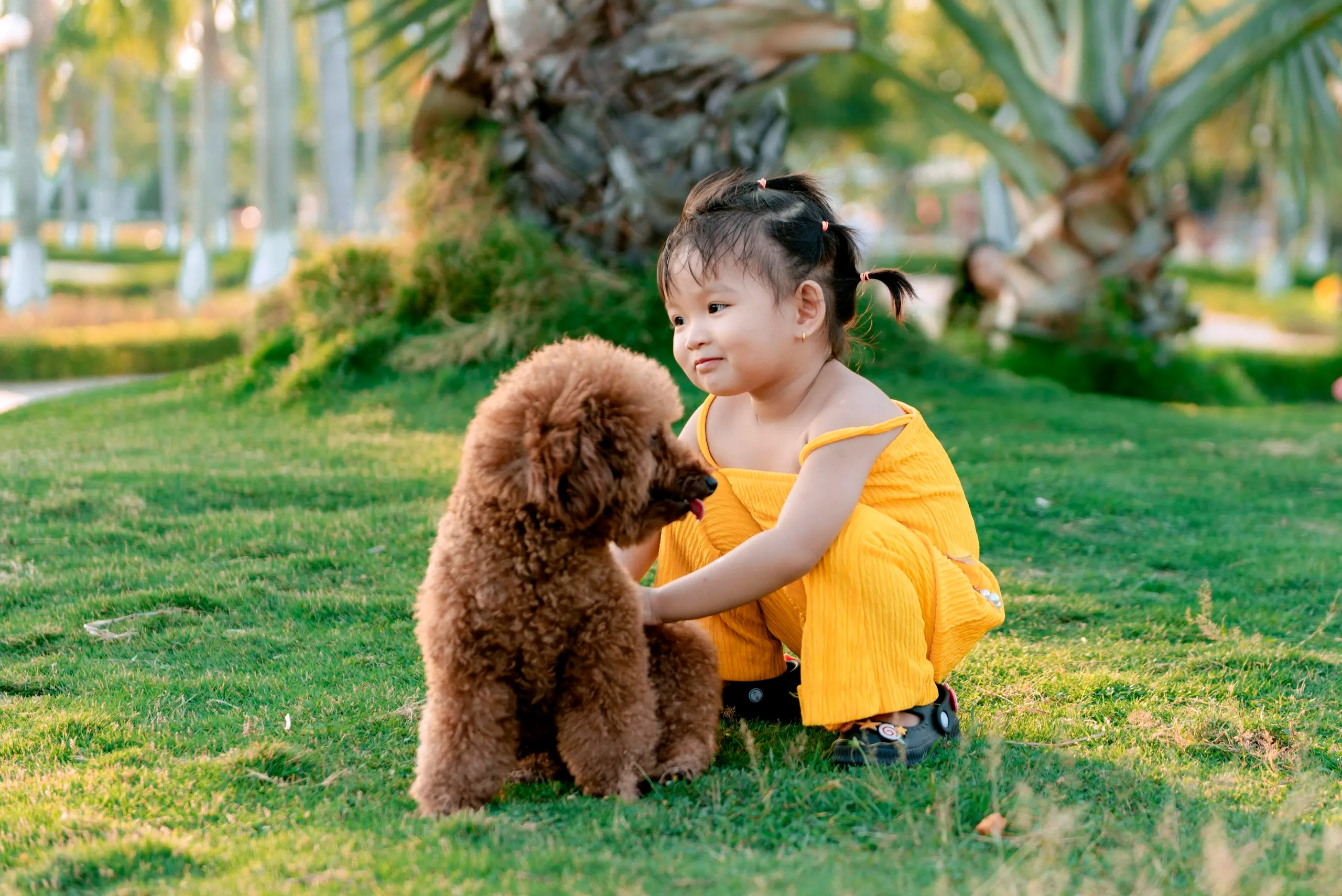 Meet Luca – Goldendoodle